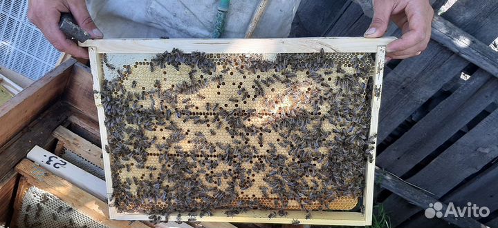 Продажа плодных маток Карника F1