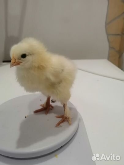 Цыплята