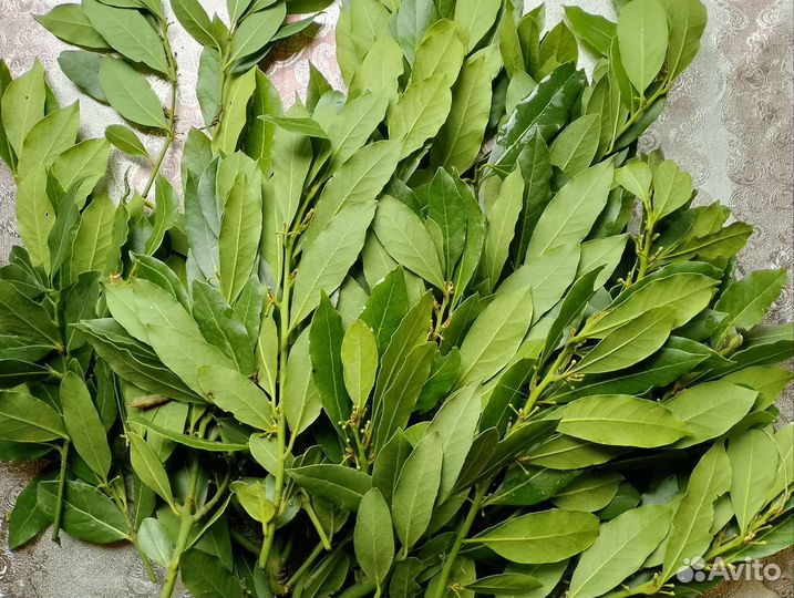 Лавровый лист