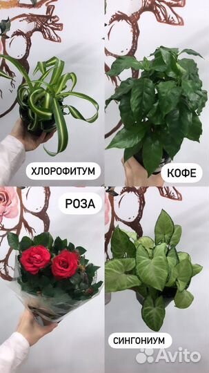 Комнатные растения