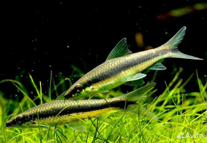 Водорослеед сиамский Аквариумные рыбки в магазине