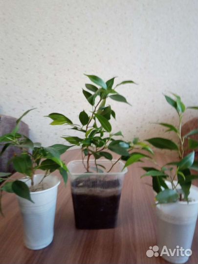 Фикус бенджамина