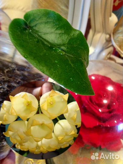 Хойя villosa Inflata Tanggamus pulchra Loheri