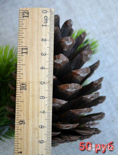 Огромные шишки крымской сосны