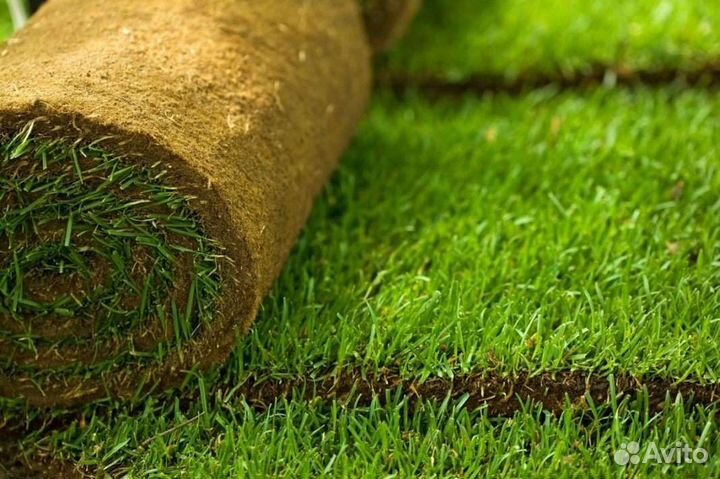 Рулонный газон