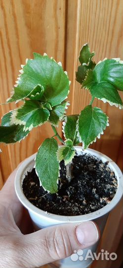 Акалифы три сорта и другие комнатные растения