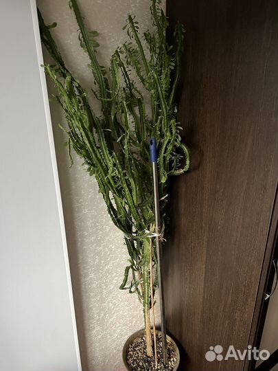 Молочай треугольный
