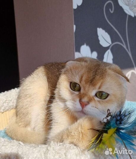 Шотландская вислоухая в хорошие руки