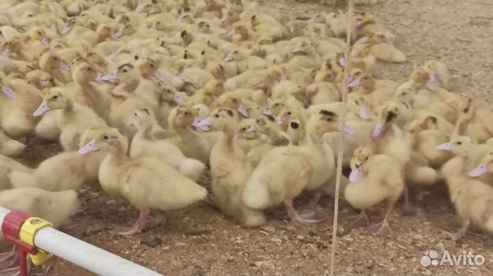 Куры молодки