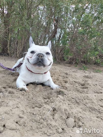 Частная передержка для животных