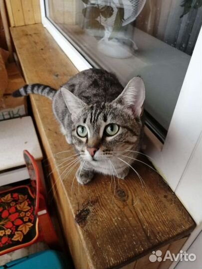 Кошка Элис в дар. Доставка