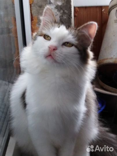 Спокойная и ласковая Машуля ищет дом