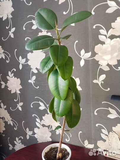 Фикус бенджамина