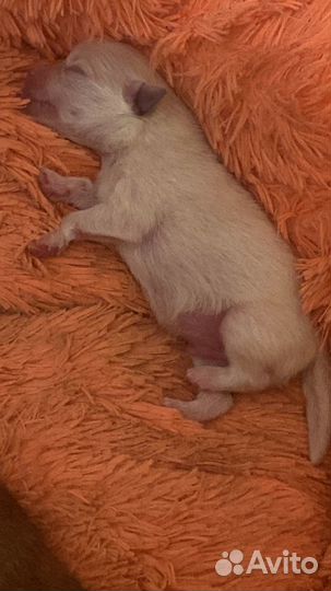 Щенки немецкого шпица