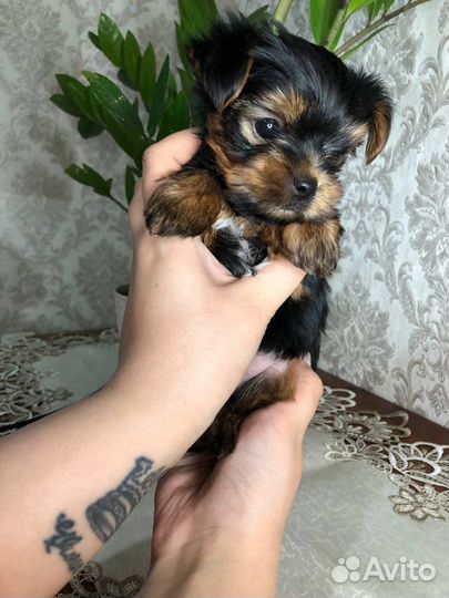 Щенки мини йоркширского терьера