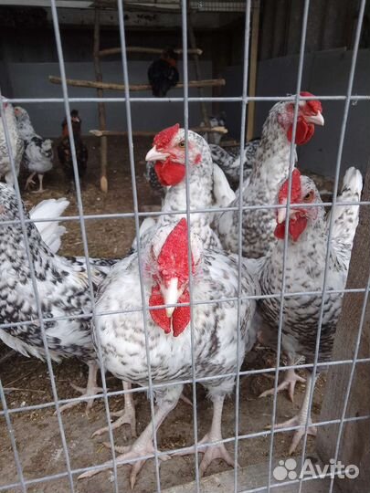Продам петушков