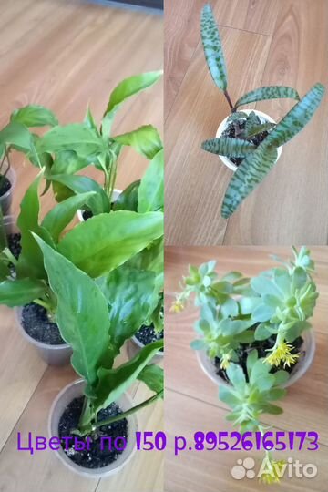 Комнатные растения