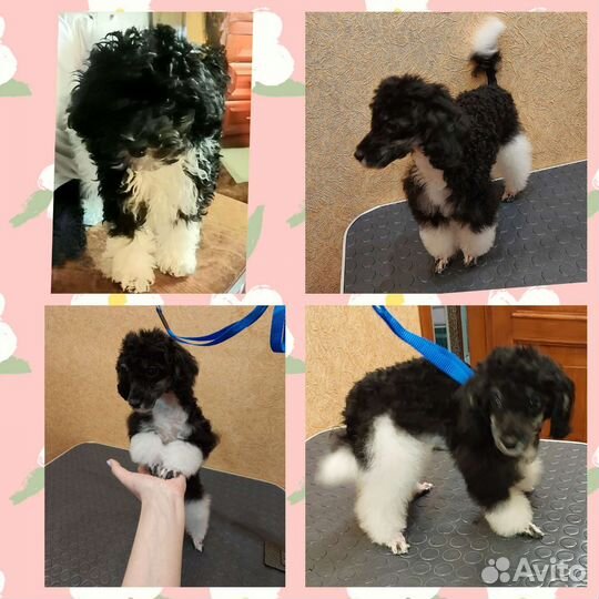 Модели собачек на стрижку