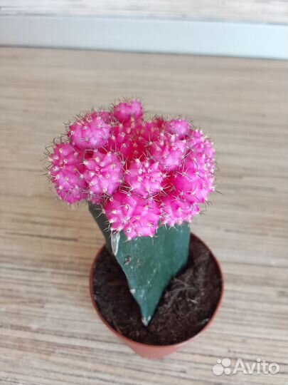 Гимнокалициум