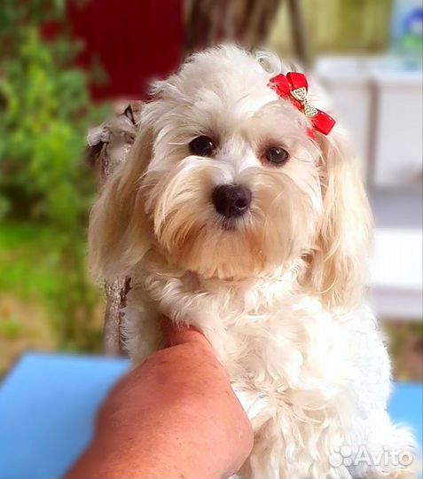 Мальтипу подростки девочки