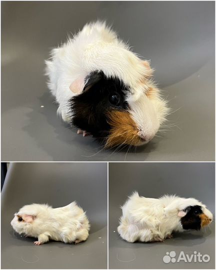 Морские свинки