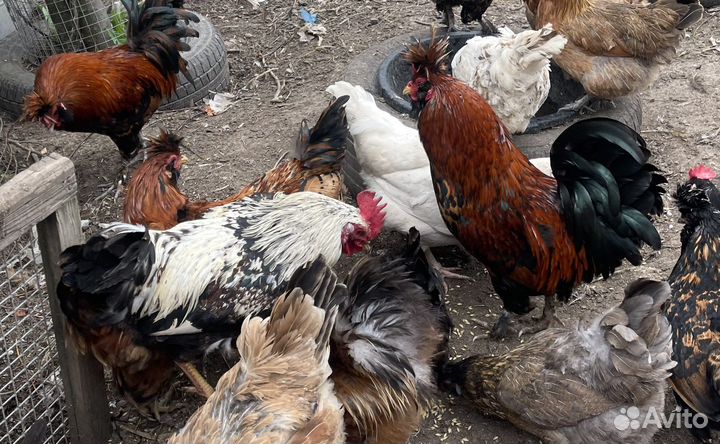 Петухи породы павловская и загорская лососевая