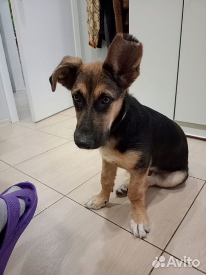 Щенок в дар