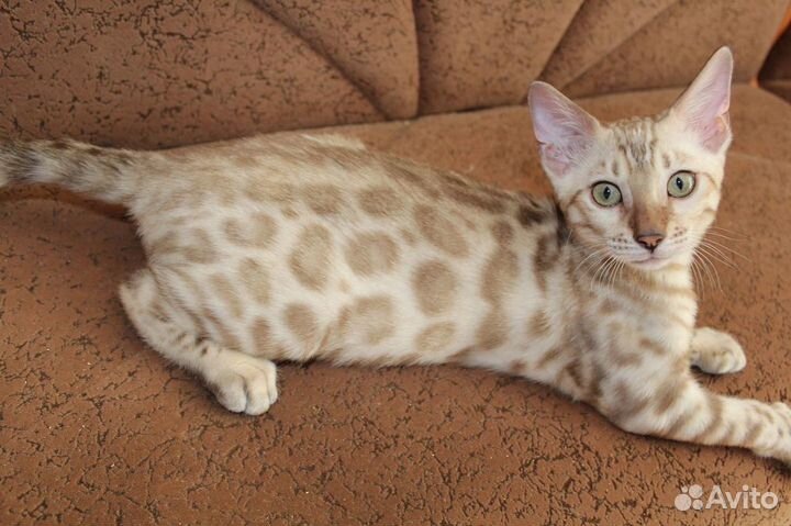 Котята бенгалы