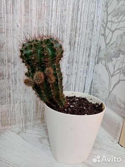 Кактус
