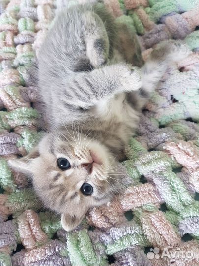 Котята британские
