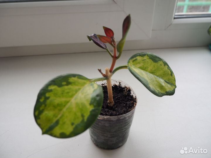 Хойя аустралис лиза