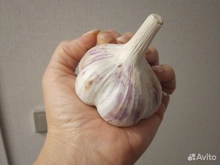 Чеснок озимый, плотный, крепкий, крупный