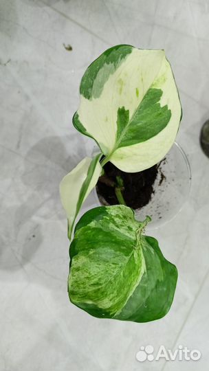 Филодендрон, сциндапсус, эпипремнум