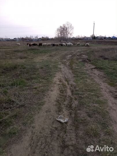 Овцы бараны ягнята