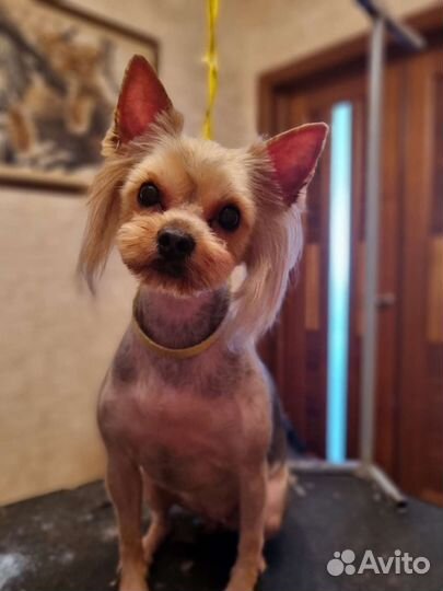 Стрижка собак и кошек