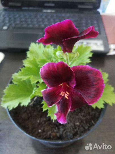 Комнатные растения