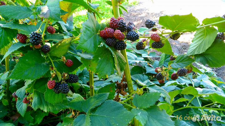 Чёрная малина Кумберленд,ежевика садовая безшипая