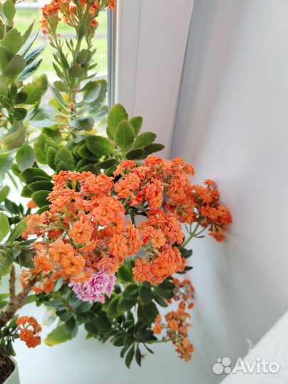 Каланхоэ 4 цвета махровые