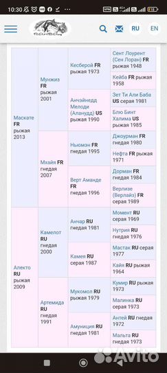 Арабская кобыла