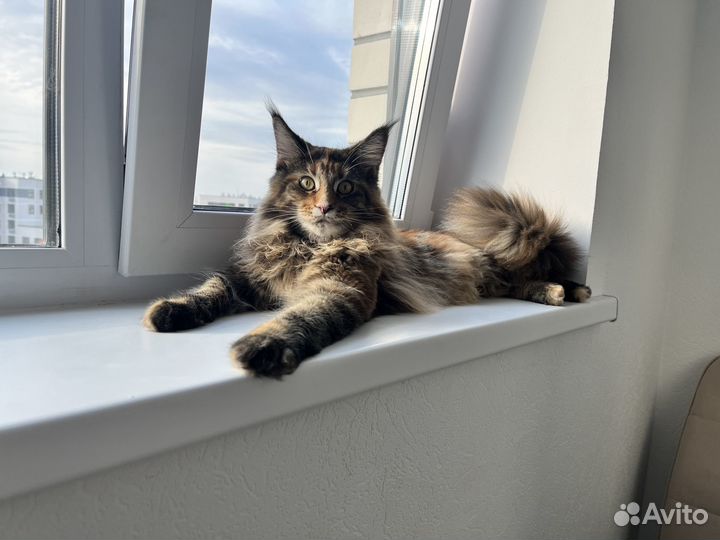 Подам котенка Мейн Кун