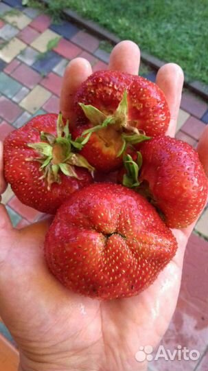 Саженцы растений