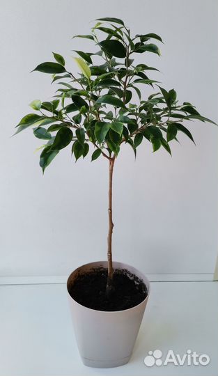 Фикус Бенджамина. Комнатные цветы