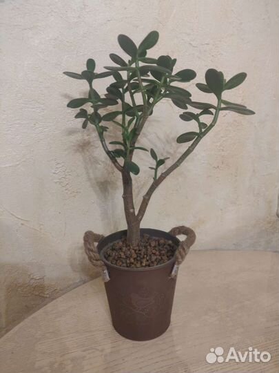 Толстянка крассула Денежное дерево