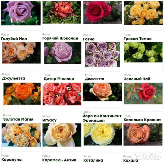 Цветы розы саженцы