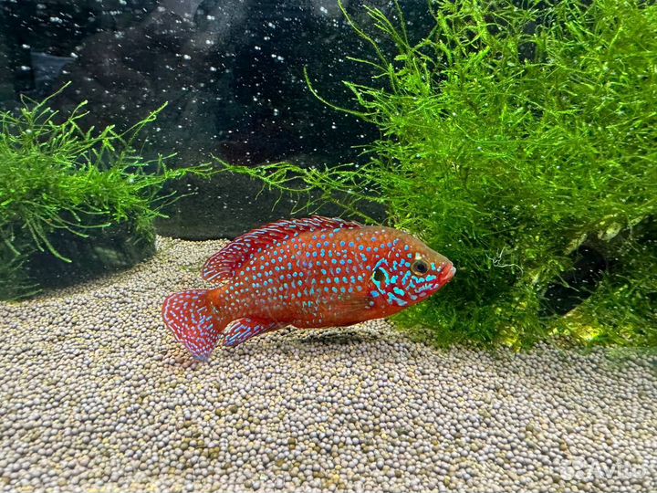 Хромис- красавец