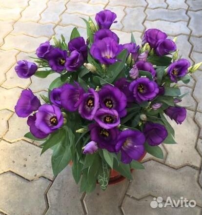 Низкорослая карликовая эустома для кашпо и грунта