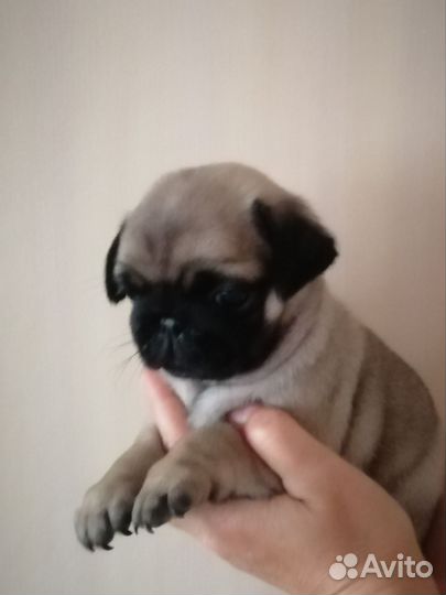 Щенки мопса