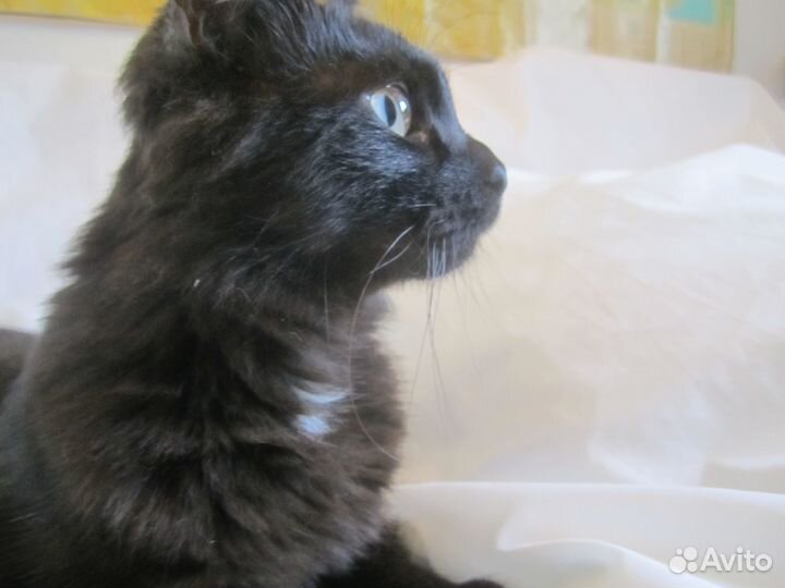 Котик-подросток