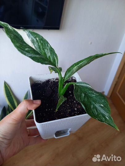 Спатифиллум домино