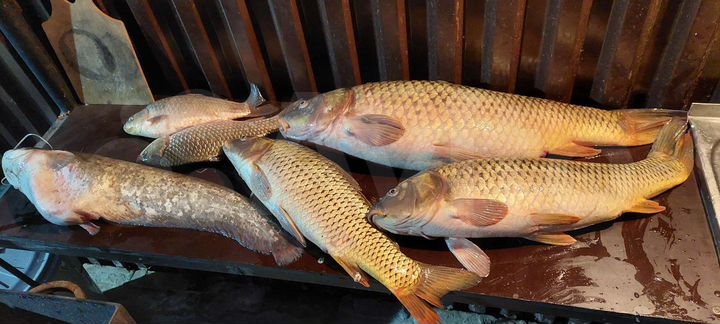 Дом 60 м² на участке 60 сот.